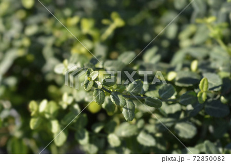Wintercreeper Minimus 72850082