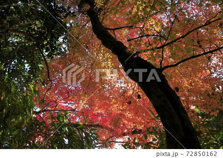 熊本市 立田自然公園 紅葉、 熊本市 立田自然公園 紅葉、 72850162