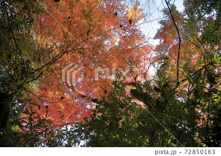熊本市 立田自然公園 紅葉、 熊本市 立田自然公園 紅葉、 72850163