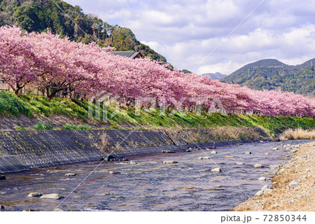 満開の桜並木と河津川（河津桜まつり） 72850344