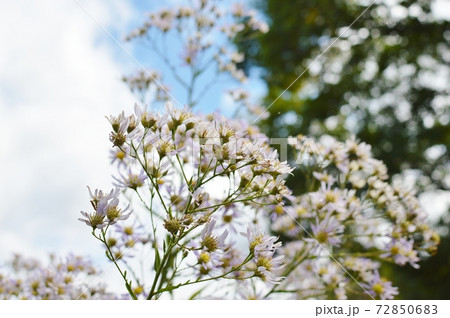空を背景に咲く薄紫色のシオン 72850683