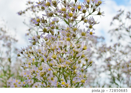 空を背景に咲く薄紫色のシオン 空を背景に咲く薄紫色のシオン 72850685