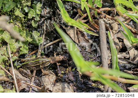 トノサマガエル 共食いの写真素材