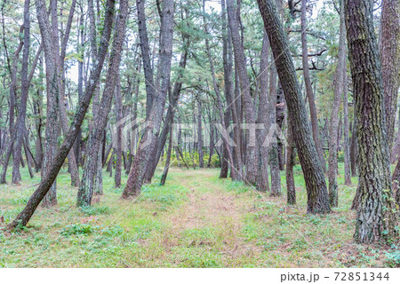 佐賀県　虹の松原　国指定特別名勝　日本三大松原 72851344