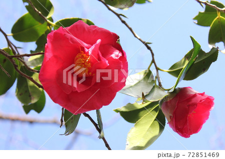 ＊　ツバキ　＊　椿　＊　つばき　＊　THUBAKI　＊　 72851469