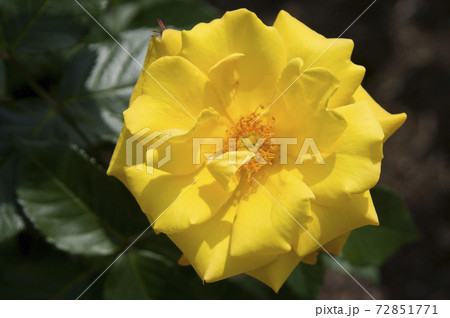 薔薇園に黄色いバラの花が咲いています。このバラの名前はゴールドマリー'84です。 薔薇園に黄色いバラの花が咲いています。このバラの名前はゴールドマリー'84です。 72851771