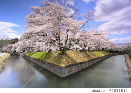 桜 72851812