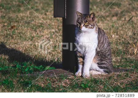 柱のそばで座る野良猫 72851889