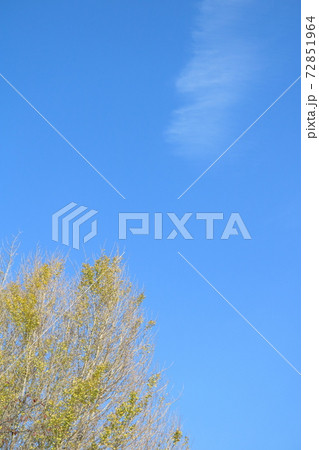 イチョウ（部分）を見上げた空 72851964