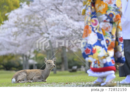 鹿と桜 72852150