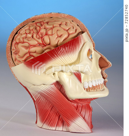 Human Physiology Human Physiology 72852740