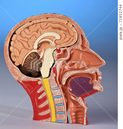 Human Physiology Human Physiology 72852744
