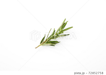 Fresh rosemary on white 72852758