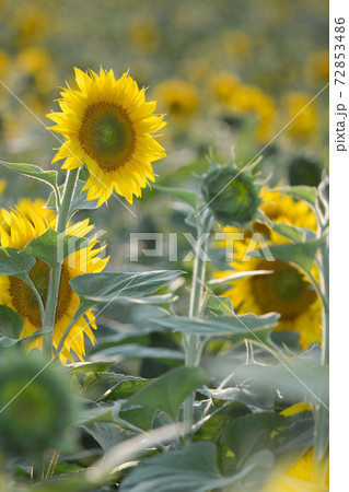Sunflowers 72853486