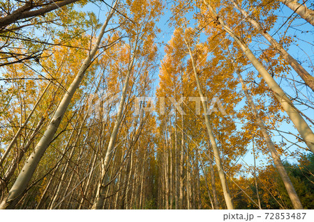 Trees 72853487