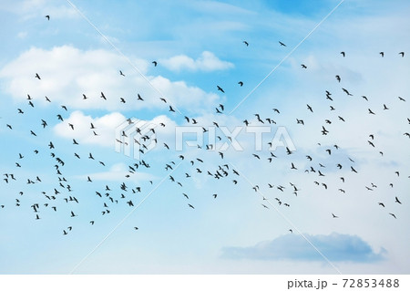 Birds 72853488