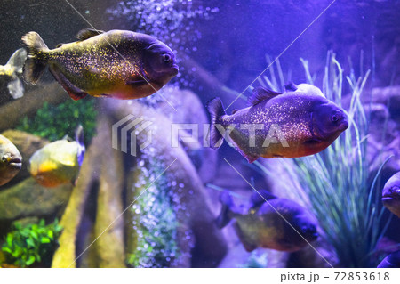 red-bellied piranha fish in aquarium with illumination 72853618