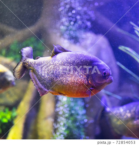 red-bellied piranha fish in aquarium with illumination 72854053