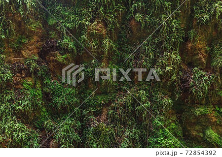 natural green moss wall background 72854392