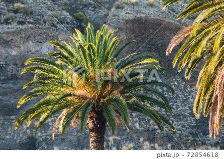 sunny palm tree, rock backgroundの写真素材 [72854618] - PIXTA