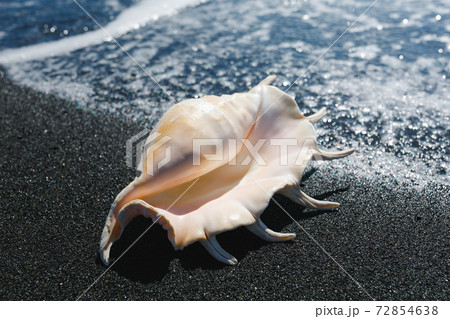 big seashell spider conch (lambis truncata) on black sand coast big seashell spider conch (lambis truncata) on black sand coast 72854638