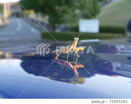 青い車の屋根に乗った茶色いカマキリの写真素材