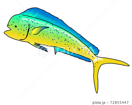 Mahi-mahi fish sea bream  72855447