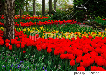 fresh lawn with flowers fresh lawn with flowers 72855499