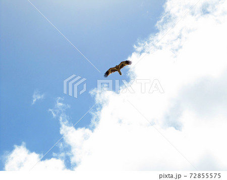 大空を舞う猛禽類,モートン島, ブリスベン,クイーンズランド,オーストラリア, 大空を舞う猛禽類,モートン島, ブリスベン,クイーンズランド,オーストラリア, 72855575