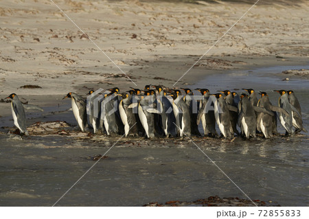King Penguins in the Falkland Islands 72855833