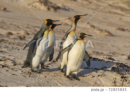 King Penguins in the Falkland Islands 72855835