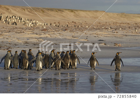 King Penguins in the Falkland Islands King Penguins in the Falkland Islands 72855840