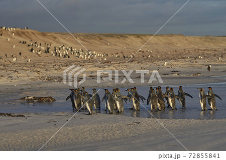 King Penguins in the Falkland Islands 72855841
