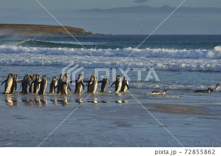 King Penguins heading to sea 72855862
