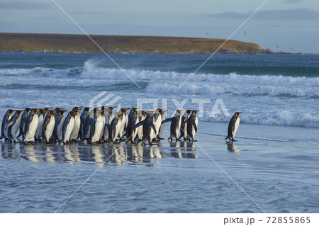 King Penguins heading to sea 72855865