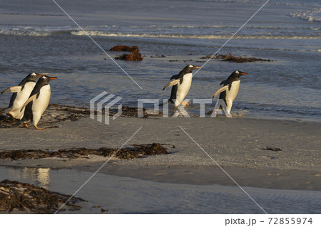 Gentoo Penguins in the Falkland  72855974