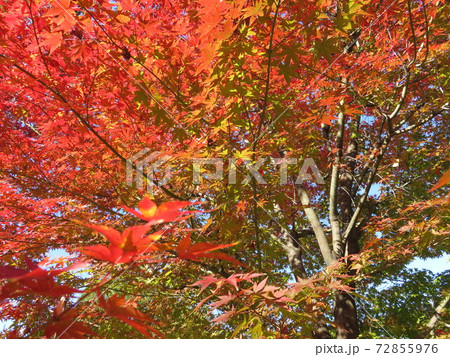 紅葉 紅葉 72855976