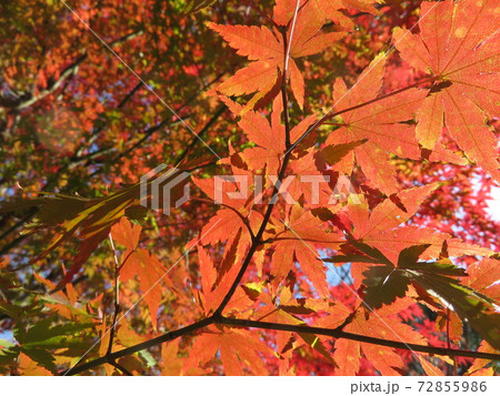 紅葉 紅葉 72855986