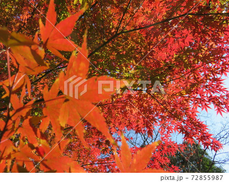 紅葉 72855987