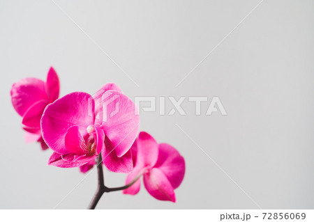 pink orchid flower, close-up view 72856069