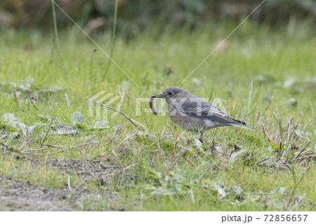 Female Mountain bluebird Female Mountain bluebird 72856657