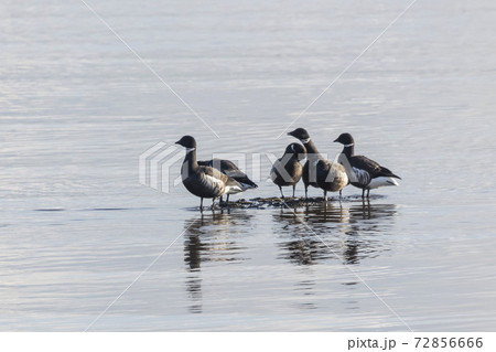 Black brent goose Black brent goose 72856666