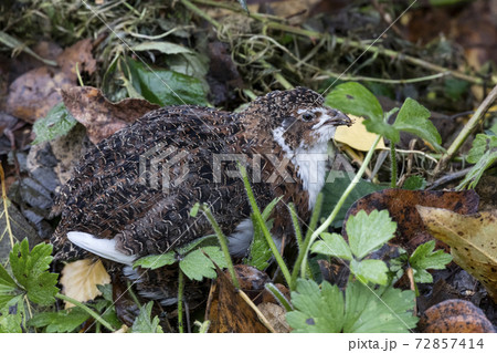 Domestic japanese quail 72857414
