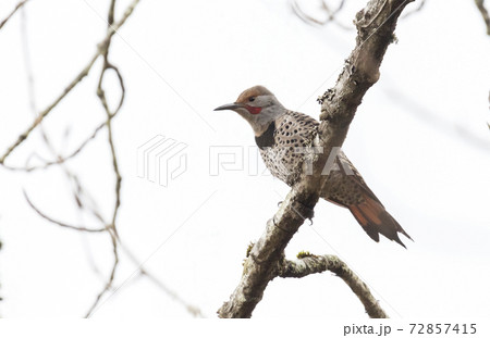 Northern flicker bird 72857415