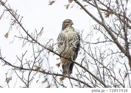 juvenile red-tailed hawk 72857416