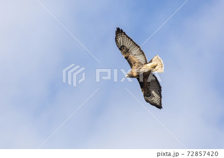 red tailed hawk red tailed hawk 72857420