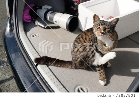 2020年コロナ禍 政治家でも出来ない3密回避を野良猫家族は屋外でも見事に実践 2020年コロナ禍 政治家でも出来ない3密回避を野良猫家族は屋外でも見事に実践 72857901