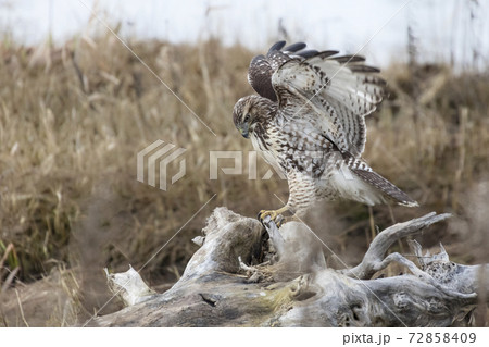 juvenile red-tailed hawk 72858409