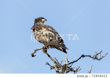 juvenile bald eagle juvenile bald eagle 72858423