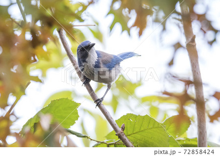 California Scrub Jay 72858424